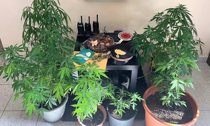 Pedara, mini-coltivazione casalinga di marijuana scoperta in via Capraio: due persone in manette