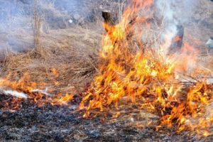 Piana di Catania, allarme Cia Sicilia: “Gli incendi dolosi danneggiano il raccolto”. Lettera al prefetto