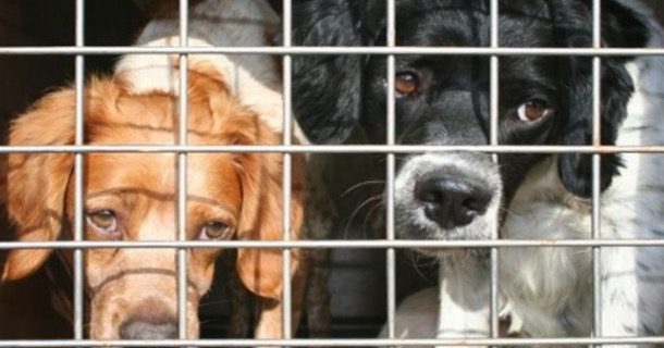 Catania, 16 cani in gabbia dentro un furgone scoperti dalla Polizia stradale: denunciato il trasportatore