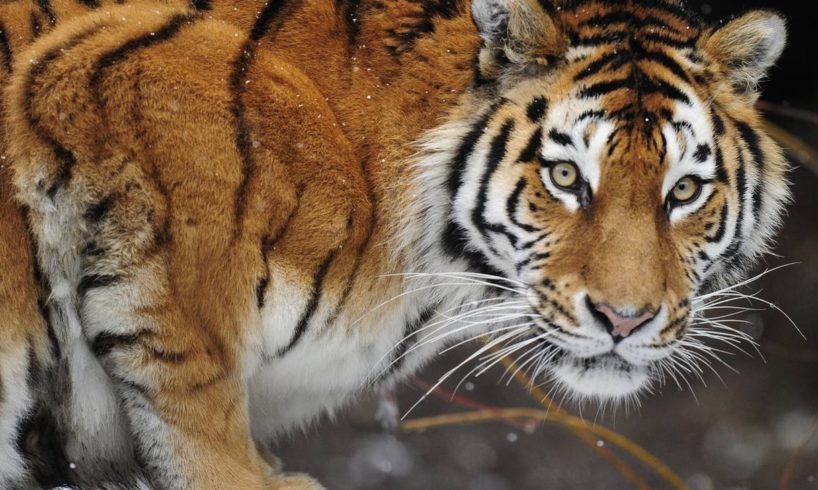 Tigre attacca e uccide custode dello zoo di Zurigo: inutili i tentativi di soccorrere la vittima