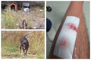 Adrano, ciclista aggredito e morso da cani randagi: “Ho preso anche un pugno dal tutor che era con gli animali”