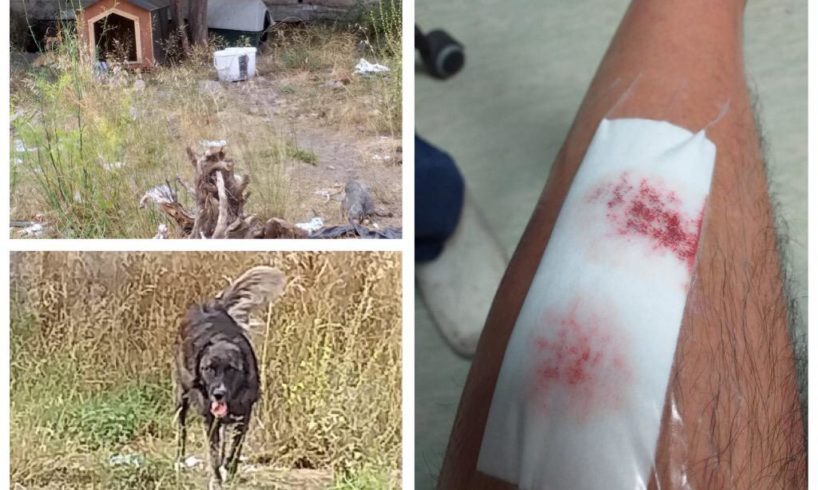 Adrano, ciclista aggredito e morso da cani randagi: “Ho preso anche un pugno dal tutor che era con gli animali”