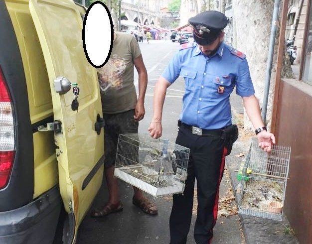 Catania, dentro il Fiat Oblò nascondeva 10 cardellini ‘protetti’: denunciato 60enne di Camporotondo Etneo