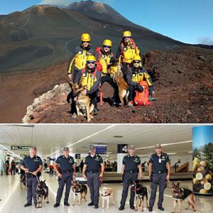 La nascita del Servizio Cinofilo della Guardia di Finanza risale al 1952, da quella data ebbe inizio la magnifica avventura dell’impiego dei cani nelle attività di servizio del Corpo. I “cani-finanzieri” ed i loro bravissimi conduttori rappresentano, ancora oggi, una risorsa preziosissima ed importante, in quella che è la lotta senza quartiere che la Guardia di Finanza conduce sia contro il crimine economico che contro quello organizzato. La considerazione in cui è tenuto il Servizio Cinofilo del Corpo è talmente alta, che numerosi organismi esteri (nell’ambito dei programmi di formazioni organizzati dall’Organizzazione delle Nazioni Unite, l’Agenzia Frontex, la Direzione Centrale per i Servizi Antidroga, ecc.) chiedono continuamente l’addestramento di personale mediante la partecipazione a corsi per la formazione di unità cinofile, tenuti presso il Centro di Castiglione del Lago. Castiglione del Lago, in provincia di Perugia è il centro di allevamento e addestramento delle unità cinofile della Guardia di Finanza, un polo nazionale divenuto un’eccellenza assoluta per quanto riguarda la riproduzione e la formazione dei cani dei conduttori. Qui gli esemplari vengono prima selezionati per caratteristiche caratteriali e morfologiche e poi addestrati. Vengono scelti i migliori esemplari in grado di lavorare sia in situazioni di difficoltà, sia tra la folla presente nelle stazioni ferroviarie, nei porti, negli aeroporti, nelle metropolitane nonché quelli dotati di un elevato grado di socializzazione nei confronti delle persone e degli altri cani, in possesso di una buona tempra e un buon temperamento, una grande attitudine al lavoro, un’elevata vigilanza ed una moderata aggressività. L’intero addestramento è basato sul gioco ed è fondato essenzialmente su principi di condizionamento e di apprendimento; vengono utilizzati, inoltre, alcuni istinti naturali del cane, soprattutto il senso dell’olfatto, ma anche l’istinto del gioco, quello predatorio e della caccia. L’addestramento per il cane non costituisce un lavoro od una costrizione ma sempre e comunque un gioco, uno sfogo ai suoi istinti naturali. A Catania l’impiego di ogni unità cinofila del Comando Provinciale, che è chiamata ad operare nelle più svariate condizioni di tempo e di luogo per ricercare droga, denaro, persone scomparse e altro – costituita dal finanziere (conduttore) e il suo cane (ausiliare), un binomio inscindibile che opera in una simbiosi assoluta – ha potuto garantire, grazie all’intesa e l’affiatamento della formazione operativa, ottimi risultati di servizio. Le specialità in cui vengono formati il conduttore e il cane sono l’unità cinofila antidroga, di soccorso alpino, antivaluta (cash-dog), anticontrabbando/antiterrorismo e ricerca di tabacchi di contrabbando. Presso i Comandi della Guardia di Finanza della provincia etnea sono presenti le prime 3 tipologie di unità cinofila. Un cane antidroga in azione è attratto dall’odore della sostanza stupefacente che riesce a percepire anche se abilmente occultata, grazie al proprio fiuto. Nel corso di un anno, da giugno 2019 ad oggi, nonostante il lockdown imposto a seguito delle norme anti COVI-19, grazie agli amici a quattro zampe in servizio sono stati rinvenuti e sequestrati oltre 1.000 Kg. di sostanze stupefacenti. ZARO, ESCORT, NIKITA e DELAY, sono i cani antidroga impiegati in aeroporto e in contesto esterno a supporto delle pattuglie che operano sul territorio. Presso la Stazione Soccorso Alpino Guardia di Finanza di Nicolosi sono in servizio ASIA, pastore belga, HALMA e AQUOS, pastori tedeschi, cani specializzati nel soccorso e ricerca di persone disperse. Le unità cinofile composte con i cani ASIA e HALMA, nel novembre 2019, a seguito del terremoto in Albania venivano aviotrasportate nel paese delle aquile per concorrere alla ricerca delle persone disperse tra le macerie delle abitazioni crollate. L’impiego dell’unità cinofila antivaluta, una realtà operativa presso tutti gli aeroporti d’Italia, ha fatto emergere le straordinarie doti olfattive e il rigido protocollo di addestramento frequentato dallo splendido pastore tedesco HIRON, un cash dog che dopo pochi mesi d’impiego in servizio ha permesso di rinvenire e sequestrare oltre 800 mila euro. L’animale in parola, particolarmente docile e dotato di un grande olfatto, fin da cucciolo è stato abituato a riconoscere l’odore delle banconote, anche a distanza, nascoste nei doppifondi dei veicoli, dei bagagli ovvero occultate nei modi più stravaganti, come nel caso del “tesoro” in banconote di medio taglio sequestrato nella recente operazione dei militari del Comando Provinciale della Guardia di Finanza di Catania cd. “Mazzetta Sicula”, rinvenuto sepolto in un terreno e custodito all’interno di contenitori di plastica.