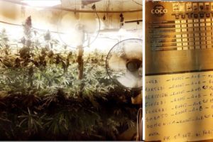 Catania, in una casa del Villaggio Azzurro 56enne coltivava cannabis e rubava la luce: i militari richiamati dall’odore della ‘maria’