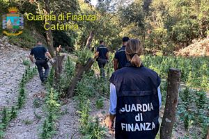 Licodia Eubea, GdF scopre piantagione di marijuana vicino al fiume Dirillo: 2500 piantine per un valore di 2 min (VIDEO)