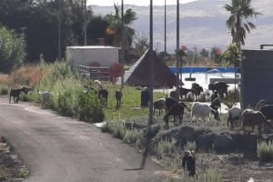 Paternò, gregge al pascolo nell'area della piscina comunale: che vergognosa trasandatezza! (VIDEO)