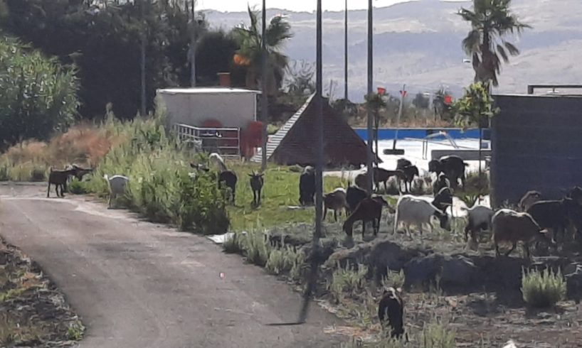 Paternò, gregge al pascolo nell'area della piscina comunale: che vergognosa trasandatezza! (VIDEO)