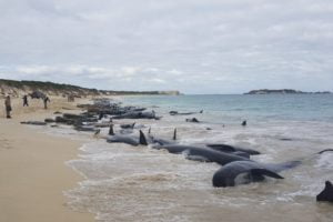 Australia, corsa contro il tempo per salvare le balene spiaggiate: 90 sono morte, rischiano altre 180