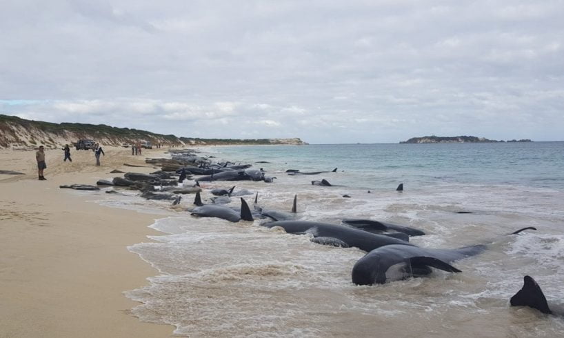 Australia, corsa contro il tempo per salvare le balene spiaggiate: 90 sono morte, rischiano altre 180