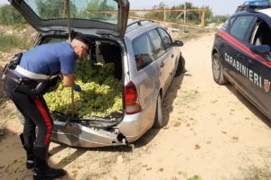 Caltagirone, ‘vendemmiano’ vigneto ma abbandonano auto dopo cedimento della ruota: salvati 800 kg di uva da tavola