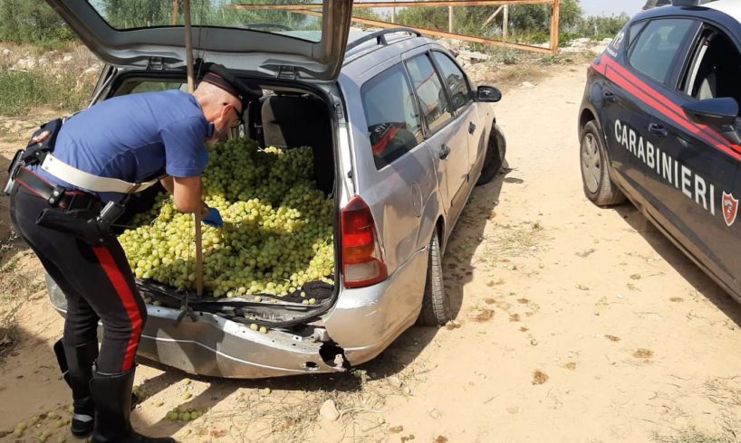 Caltagirone, ‘vendemmiano’ vigneto ma abbandonano auto dopo cedimento della ruota: salvati 800 kg di uva da tavola