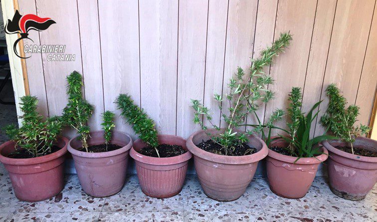 Catania, coltiva piante di cannabis sul balcone di casa: denunciato 44enne