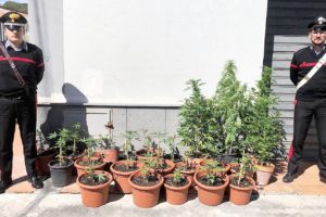 Castiglione di Sicilia, coltivava cannabis nel suo terreno: denunciato 47enne di Francavilla di Sicilia