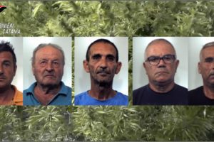 Paternò, in un aranceto maxi coltivazione di canapa indiana: 6 arresti, 1300 kg di marijuana sequestrati (VIDEO)