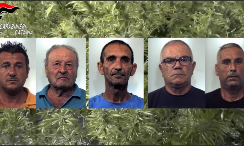 Paternò, in un aranceto maxi coltivazione di canapa indiana: 6 arresti, 1300 kg di marijuana sequestrati (VIDEO)