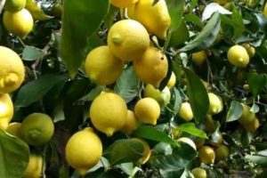 Agricoltura, marchio Igp per il limone dell’Etna: via libera dall’Unione Europea