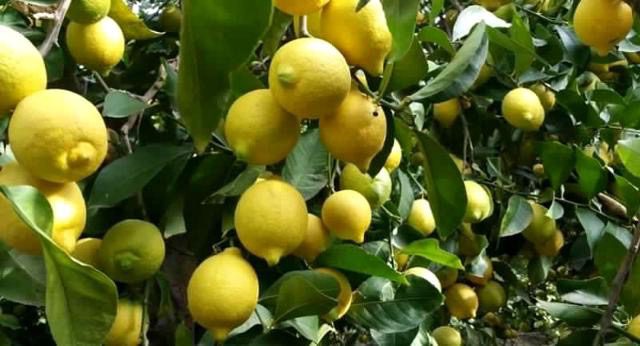 Agricoltura, marchio Igp per il limone dell’Etna: via libera dall’Unione Europea