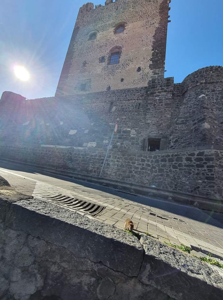 Adrano, c’è un topolino sotto il Castello: in città ormai arrivano solo quattro gatti