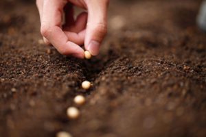 Novembre: I morti e la semina del grano. Tutto origina dalla ritualità ciclica dell’agricoltura