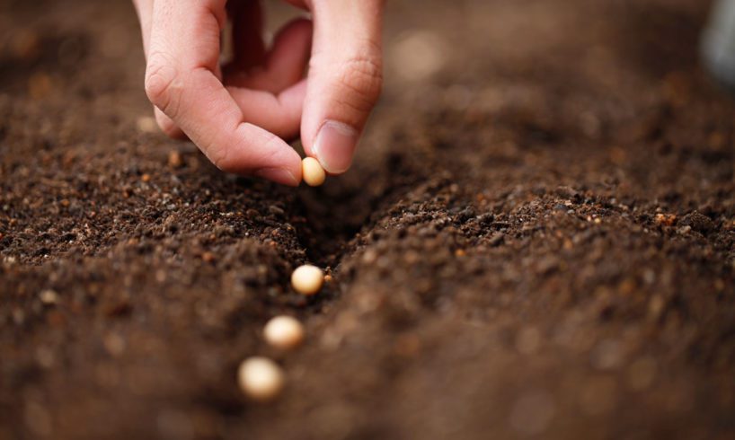 Novembre: I morti e la semina del grano. Tutto origina dalla ritualità ciclica dell’agricoltura