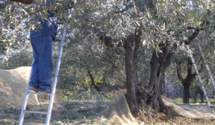 Paternò, cade dall’albero mentre raccoglie le olive: 44enne in prognosi riservata al ‘Cannizzaro’