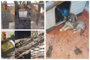 Catania, canile abusivo in terreno comunale nell’Oasi del Simeto: animali al buio tra gli escrementi