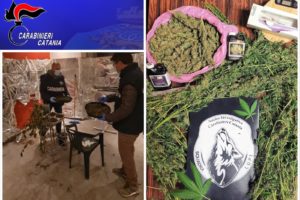 Catania, carta argentata e ventilatori per essiccare la marijuana in casa: 41enne arrestato in flagranza (VIDEO)