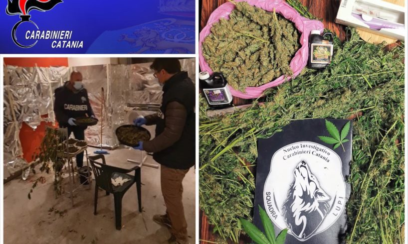 Catania, carta argentata e ventilatori per essiccare la marijuana in casa: 41enne arrestato in flagranza (VIDEO)