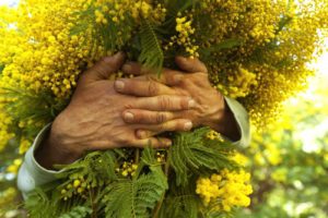 Sicilia, il ‘caldo inverno’ fa sbocciare in anticipo le mimose: monitoraggio della Coldiretti