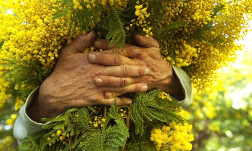 Sicilia, il ‘caldo inverno’ fa sbocciare in anticipo le mimose: monitoraggio della Coldiretti