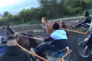 Paternò, denunciati organizzatori e partecipanti della corsa clandestina: il cavallo vincitore era dopato (VIDEO)