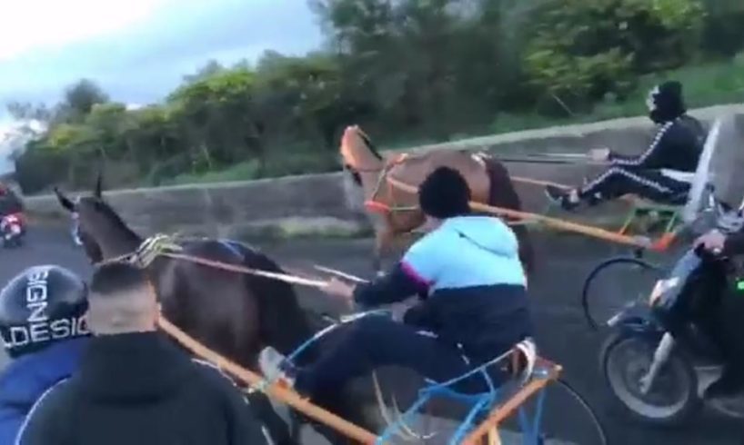 Paternò, denunciati organizzatori e partecipanti della corsa clandestina: il cavallo vincitore era dopato (VIDEO)