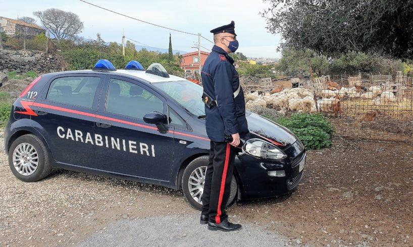 Acireale, sequestrati allevamento e caseificio abusivi: alla proprietaria contestati illeciti amministrativi