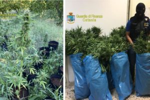 Lentini, GdF scopre piantagione domestica di marijuana: arrestato fratello di un capoclan