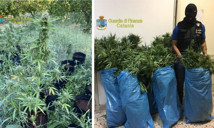 Lentini, GdF scopre piantagione domestica di marijuana: arrestato fratello di un capoclan