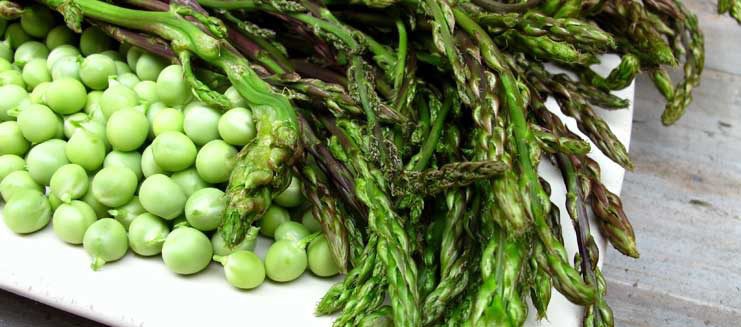 Clima, Coldiretti: asparagi e fave sui banchi con un mese d’anticipo: l’inverno anomalo manda in tilt le colture