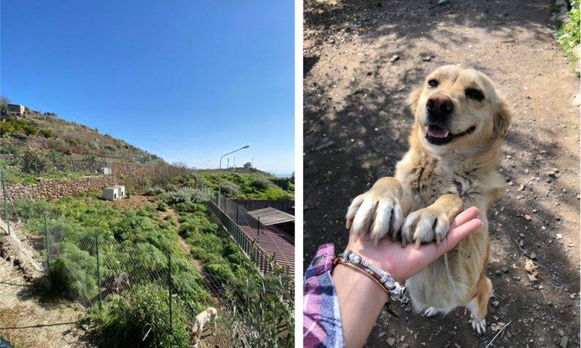 Biancavilla, ultimati i lavori dell’Oasi canina: nuovi box e cucce per gli ospiti a quattro zampe