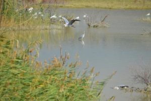 Paternò, dalla Regione 1,1 mln per l’Oasi di Ponte Barca nel Simeto: previsto il ripristino degli habitat naturali