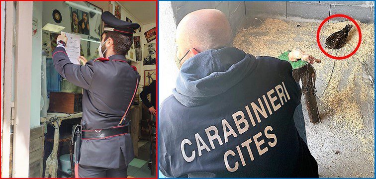 Catania: specie protette di poiana, cardellino e tartaruga in casa di una 55enne: denunciata