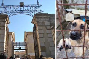 Paternò, randagi dell’ex macello trasferiti in struttura convenzionata: la protesta di ‘Uniti per gli animali’