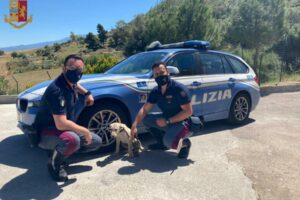 Animali, Polizia stradale salva un cucciolo di cane che zigzagava sulla A19 Palermo-Catania: affidato ad associazione