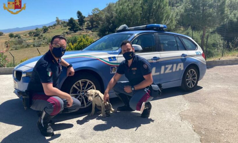 Animali, Polizia stradale salva un cucciolo di cane che zigzagava sulla A19 Palermo-Catania: affidato ad associazione