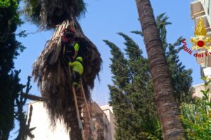 Catania, operaio a testa in giù dopo caduta dalla palma: è successo in via Etnea (VIDEO)