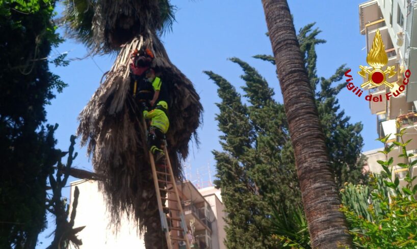 Catania, operaio a testa in giù dopo caduta dalla palma: è successo in via Etnea (VIDEO)