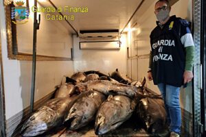 Catania, sequestrati 3300 kg di tonno rosso e pesce spada: nel porticciolo di Ognina