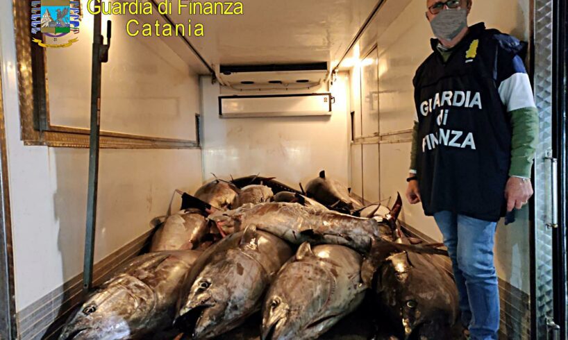 Catania, sequestrati 3300 kg di tonno rosso e pesce spada: nel porticciolo di Ognina