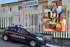 Acireale, arrestati gli innamorati del verdello: giovane coppia sorpresa a rubare 100 kg di limoni pregiati