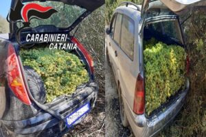 Caltagirone, ladri di uva da tavola abbandonano l’auto col bottino: nella frazione di Santo Pietro