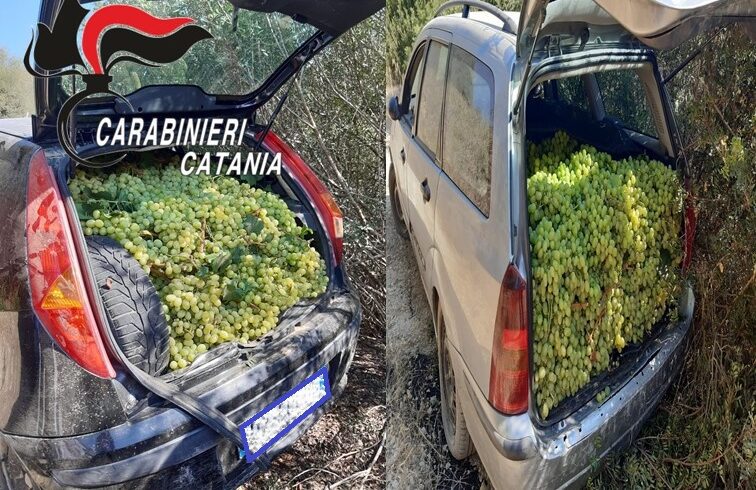 Caltagirone, ladri di uva da tavola abbandonano l’auto col bottino: nella frazione di Santo Pietro